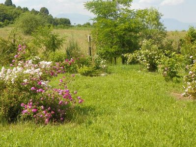 Pompon de Bourgogne, Abigail Adams