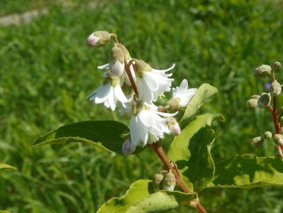 deutzia scabra