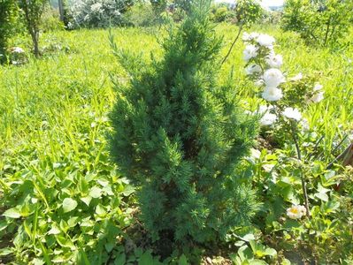 juniperus chinensis Stricta si Ghislaine de Feligonde