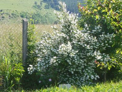 deutzia Codsall Pink