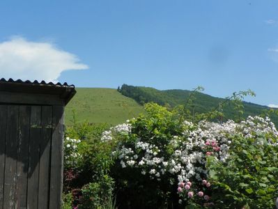 Paul's Himalayan Musk