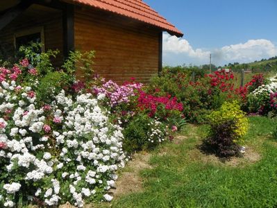 Perennial Blush, Lavender Dream, Red Ballerina