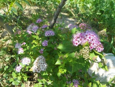 spiraea Little Princess?