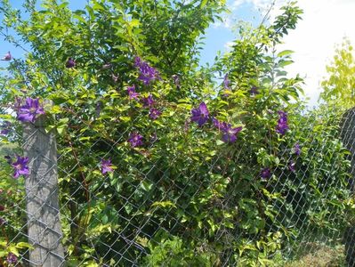 clematis Solina