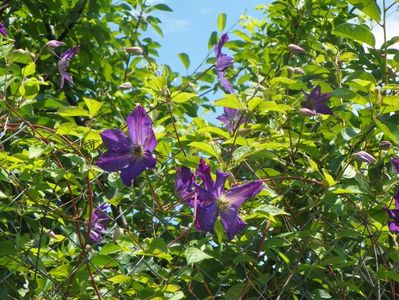 clematis Solina