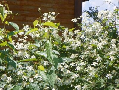 clematis Summer Snow