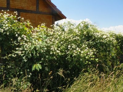 clematis Summer Snow