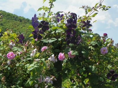 clematis Negritjanka