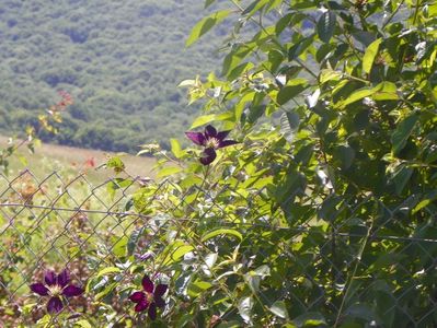 clematis Mikelite