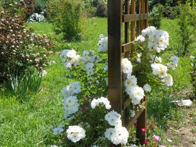 Lykkefund si physocarpus Red Baron