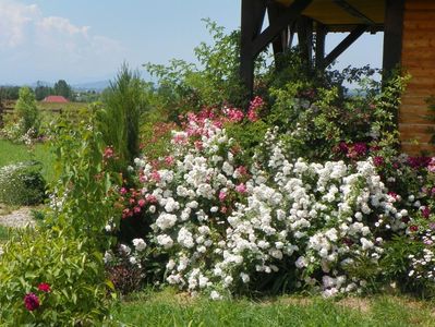 Perennial Blush, Maria Lisa