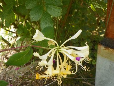 lonicera