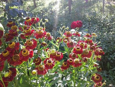 Helenium Red