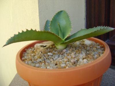 Agave gypsophila