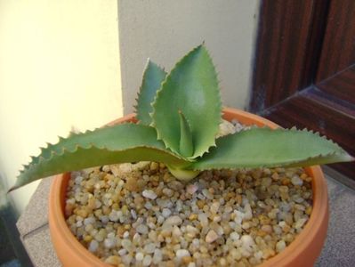 Agave gypsophila