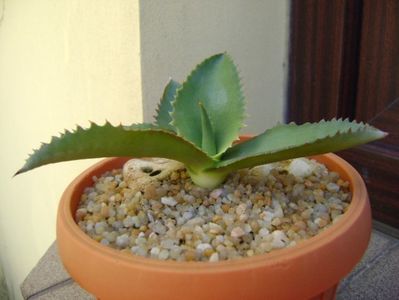 Agave gypsophila