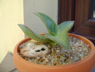 Agave gypsophila