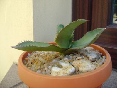 Agave gypsophila