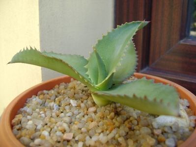 Agave gypsophila