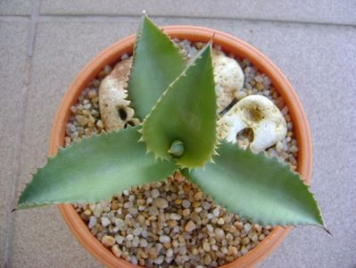 Agave gypsophila