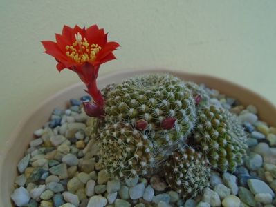 Rebutia krainziana