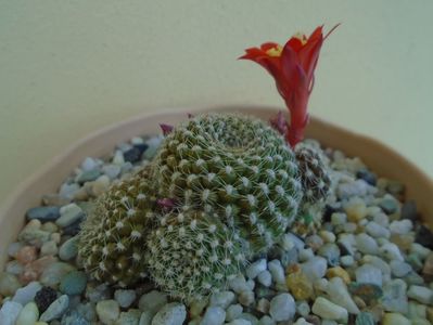 Rebutia krainziana