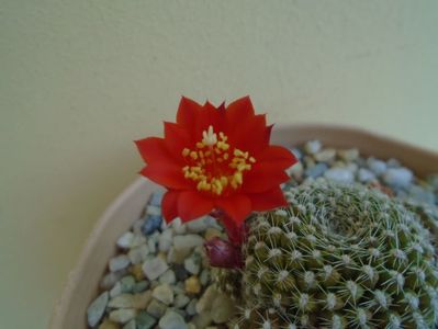 Rebutia krainziana