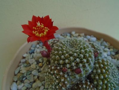 Rebutia krainziana