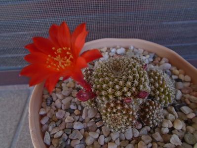 Rebutia krainziana