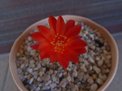 Rebutia krainziana