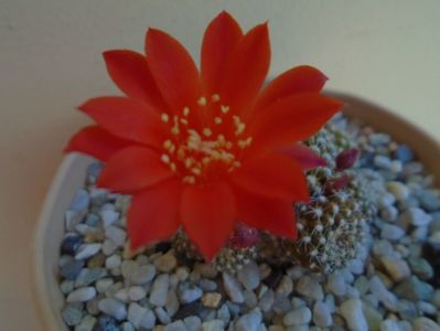 Rebutia krainziana