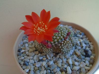 Rebutia krainziana