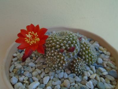 Rebutia krainziana