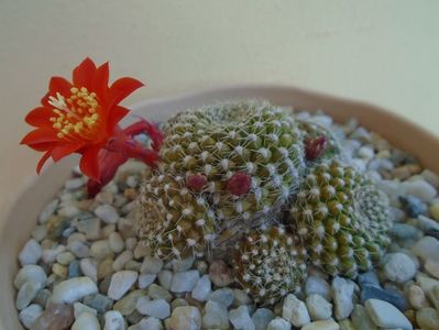 Rebutia krainziana