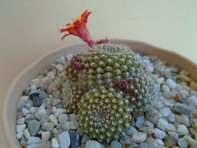 Rebutia krainziana