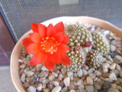 Rebutia krainziana