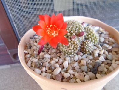 Rebutia krainziana