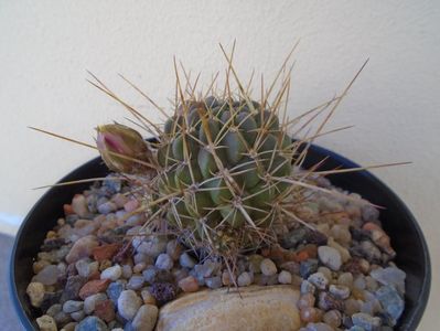 Lobivia aculeata (Echinopsis pentlandii)