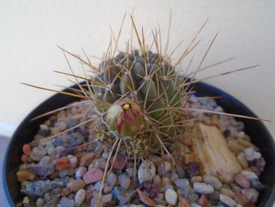 Lobivia aculeata (Echinopsis pentlandii)