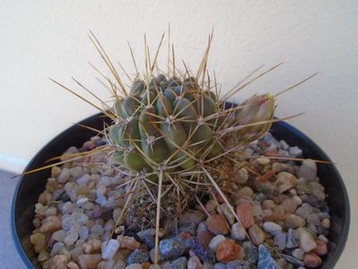 Lobivia aculeata (Echinopsis pentlandii)