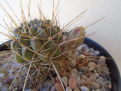 Lobivia aculeata (Echinopsis pentlandii)