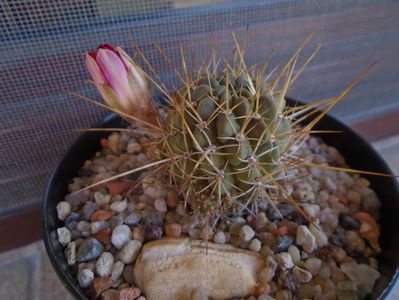 Lobivia aculeata (Echinopsis pentlandii)