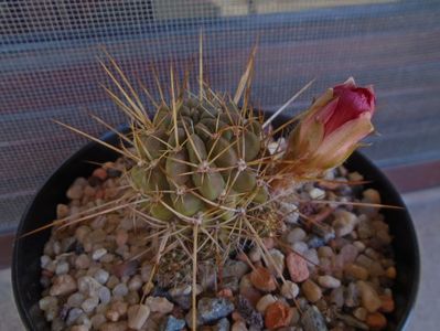 Lobivia aculeata (Echinopsis pentlandii)