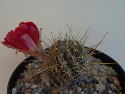 Lobivia aculeata (Echinopsis pentlandii)