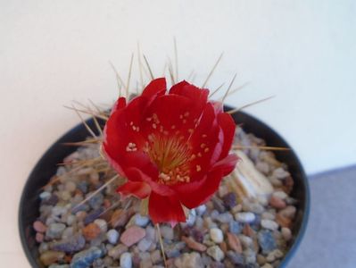 Lobivia aculeata (Echinopsis pentlandii)