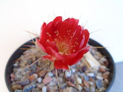 Lobivia aculeata (Echinopsis pentlandii)