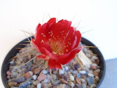 Lobivia aculeata (Echinopsis pentlandii)