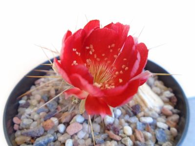 Lobivia aculeata (Echinopsis pentlandii)