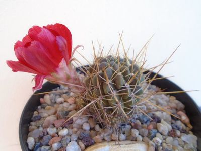 Lobivia aculeata (Echinopsis pentlandii)