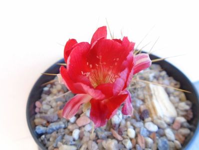 Lobivia aculeata (Echinopsis pentlandii)